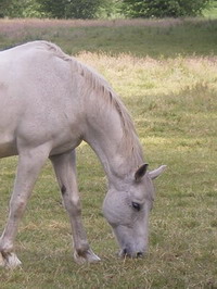 Pferd Flehmt Beim Fressen